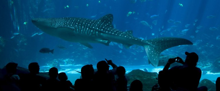 aquarium-of-the-pacific-at-long-beach-top