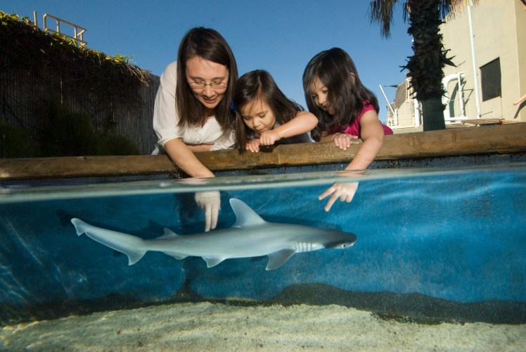 newbonnetheadsharktouchexperience